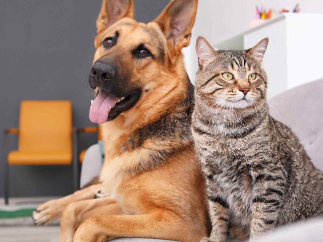 Living with Three Dogs and Three Cats: Russell Kane’s Animal Life