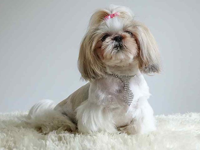 Prevent Post-Holiday Puppy Abandonment: Explore Ethical Pet Adoption Alternatives