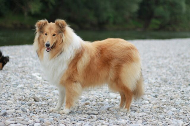Top Dog Breeds Known for Unmatched Loyalty and Affection