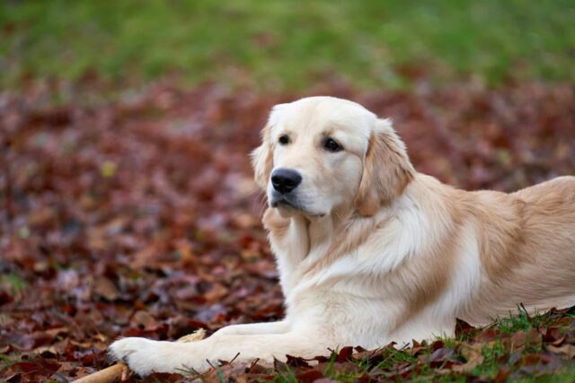 Golden Retriever