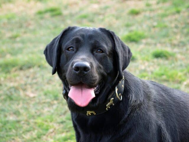 Labrador Retrievers