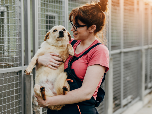 Adopt These Adorable Cats and Dogs Seeking Homes in Lancashire