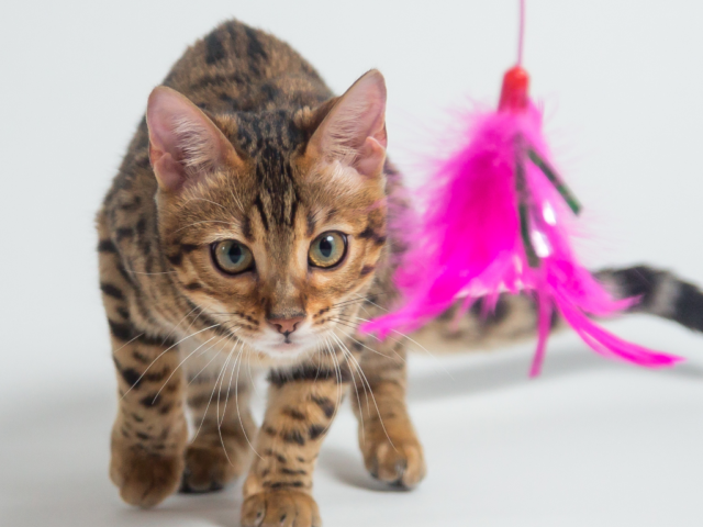 Top 5 Cat Toys in the UK: Fun & Engaging Picks for Your Feline Friend