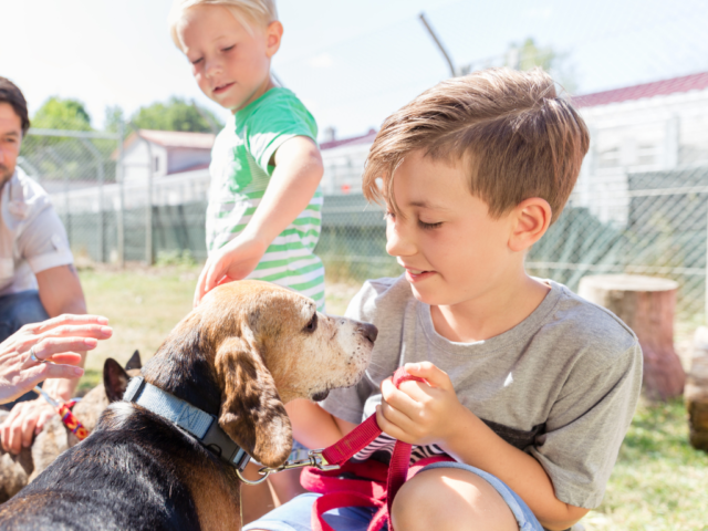 Guide Dog Kennel Cat Reigns Supreme in Leamington Spa