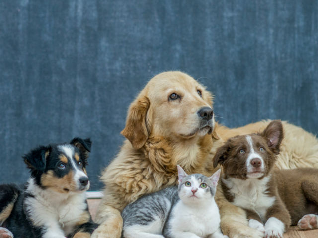 Exploring Crufts from a Cat Lover’s Perspective on Dog Shows