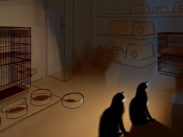 Ten-Year Animal Ban for Woman Who Abused Pets in Torquay